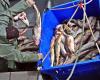 Cod: NL coastal fishermen want moratorium reinstated