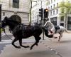 Runaway horses cause panic in central London again