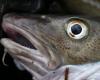 NL: Fishermen plead against reopening cod fishery