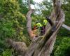 Near Lyon. One of the most beautiful trees in France felled “with a heavy heart”