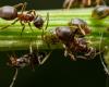 Some ants amputate their fellow ants to save their lives