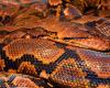 36-year-old woman missing in Indonesia found…in the belly of a python