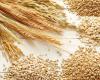 11 million tonnes: 2 African countries among the main buyers of Russian wheat