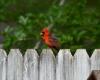 McGill student studies reasons for Quebec’s red cardinal explosion | Department of Animal Science, McGill University