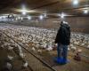 Avian flu: trauma among producers