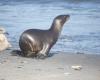 Panic on the beach, sea lions charge bathers: “They can bite!”