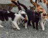 Hundreds of cats shot dead in controversial hunt