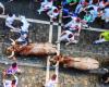 Pamplona, ​​Saint-Sever, Eauze and Plaisance-du-Gers in our bullfighting echoes