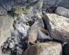 Sainte-Rose: a sea lion stranded on the rocks, rescued thanks to a fisherman