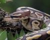 Indonesia: Mother found dead in python’s stomach