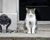 A new cohabitation for Larry, the Downing Street cat