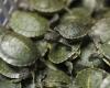 Hundreds of turtles saved from the clutches of a criminal network