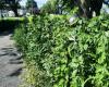 Parks invaded by weeds in Nicolet