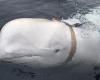 Two
      NGOs
      claim
      that
      the
      “beluga
      spy”
      who
      died
      in
      Norway
      was
      shot
      dead