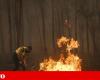 Incêndio em Águeda. Habitantes defendem casas com ramos e ancinhos | Fotogaleria