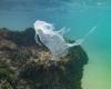 Plastic in the oceans, OECD sounds the alarm