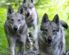 Culling the wolf pack in the Swiss National Park? “Scientifically indefensible”