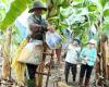 Vietnam Rubber Group’s high-tech banana farming project a success