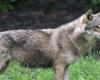 European Union gives green light to reduce wolf protection