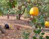 The cashew industry faces the risk of a trade deficit