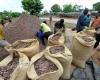 the price of cocoa set at 1,800 FCFA/kg for the 2024-2025 campaign – Ouestaf.com