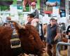 What awaits you at the Clermont-Ferrand Livestock Summit, from October 1 to 4