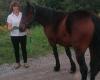 Calves, cows… and horses from Aubrac to the summit of Cournon