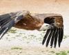 A vulture in distress rescued by Hérault firefighters in a private garden