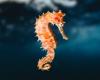 A species of seahorse considered extinct resurfaces in Reunion