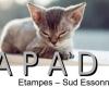 APAD Étampes Sud-Essonne: SOS for stray cats