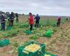 “It prevents them from being lost”: high school students from Val-d’Oise harvest beans for food aid