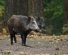 a greenway and closed paths during a wild boar hunt