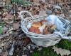 Thanks to the rain, 2024 should be a mushroom autumn in Loire-Atlantique and Vendée