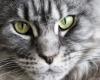 around fifteen Maine Coon cats seized from a breeding farm in Gironde