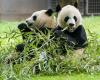 Two pandas sent by China are on their way to Washington