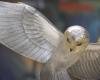 Golden owl: “She flew far from France”, the winner wants to remain anonymous