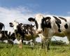 A dairy farmer discovers the remains of a Gallic village under his pastures