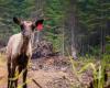 The Union of Quebec Municipalities seeks financial support for communities that will be affected by the emergency decree on woodland caribou