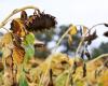 in Indre, a sunflower harvest stalled