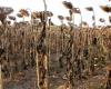 In the Charentes, dismay and anger permeate all parts of the agricultural world