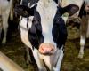 Study on waste | Milk loss in Quebec is “minimal”, according to the UPA