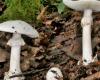 Children in acute danger after mushroom poisoning