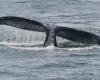 A humpback whale seen in the Seine, the prefecture calls for caution