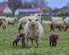 Highly anticipated in the Jura, a vaccine against blue tongue can be used