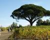 Rotary Gaillac-St-Michel: a march against polio