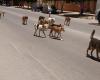 Settat.. Stray dogs threaten the safety of citizens, and there is no life for those who call