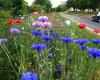 Cahors. The French Cornflower also grows in the Lot