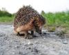 “Humans are its worst enemies”: the hedgehog now “almost threatened” with extinction