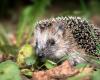 The hedgehog, “almost threatened” with extinction