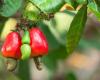 Senegal: cashew nut processors call on the State for help